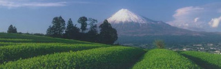 静岡の茶畑と富士山
